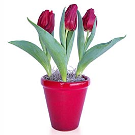 Blossoming Love Tulips